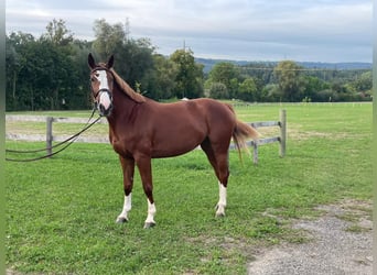 Warmblood suizo, Yegua, 4 años, 162 cm, Alazán