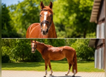 Warmblood suizo, Yegua, 4 años, 162 cm, Alazán-tostado
