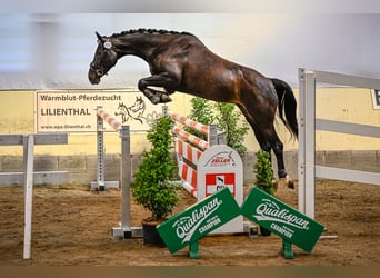 Warmblood suizo, Yegua, 4 años, 163 cm, Morcillo