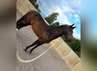 Warmblood suizo, Yegua, 4 años, 166 cm, Castaño