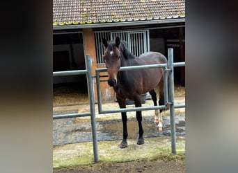 Warmblood suizo, Yegua, 4 años, 166 cm, Castaño