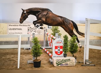 Warmblood suizo, Yegua, 4 años, 172 cm, Castaño