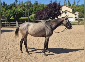 Warmblood suizo, Yegua, 5 años, 155 cm, Musgo marrón