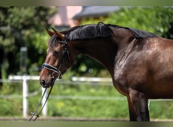 Warmblood suizo Mestizo, Yegua, 5 años, 161 cm, Castaño oscuro