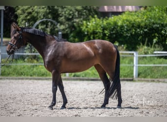 Warmblood suizo Mestizo, Yegua, 5 años, 161 cm, Castaño oscuro