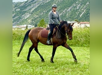 Warmblood suizo Mestizo, Yegua, 5 años, 161 cm, Castaño oscuro