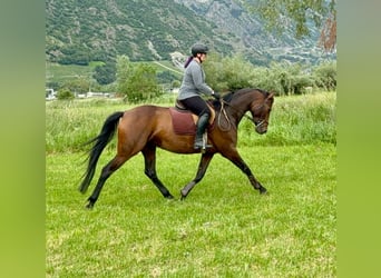 Warmblood suizo Mestizo, Yegua, 5 años, 161 cm, Castaño oscuro