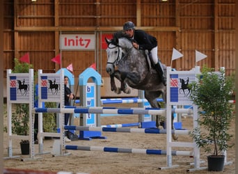 Warmblood suizo, Yegua, 5 años, 166 cm, Tordo