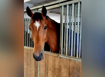 Warmblood suizo, Yegua, 5 años, 168 cm, Castaño