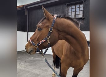 Warmblood suizo, Yegua, 5 años, 170 cm, Castaño
