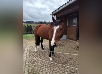 Warmblood suizo, Yegua, 5 años, 170 cm, Castaño oscuro