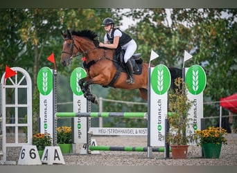 Warmblood suizo, Yegua, 6 años, 165 cm, Castaño