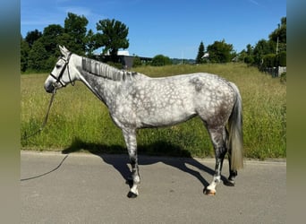 Warmblood suizo, Yegua, 6 años, 165 cm, Tordo