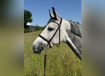 Warmblood suizo, Yegua, 6 años, 165 cm, Tordo