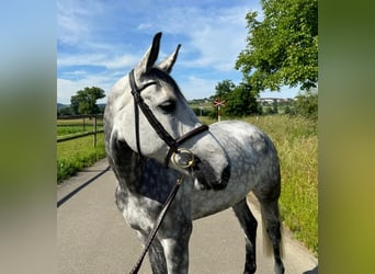 Warmblood suizo, Yegua, 6 años, 165 cm, Tordo