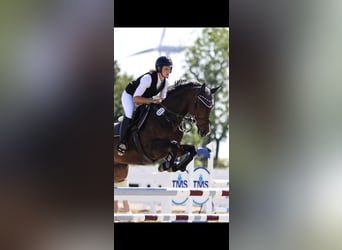 Warmblood suizo, Yegua, 7 años, 164 cm, Castaño