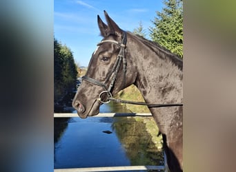 Warmblood suizo, Yegua, 7 años, 165 cm, Castaño oscuro