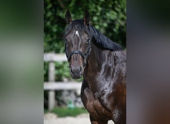 Warmblood suizo, Yegua, 7 años, 166 cm, Castaño oscuro