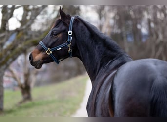 Warmblood suizo, Yegua, 7 años, 170 cm, Castaño
