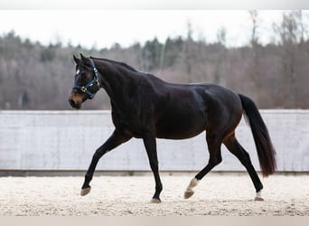 Warmblood suizo, Yegua, 7 años, 170 cm, Castaño