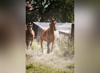 Warmblood suizo, Yegua, 7 años, Castaño