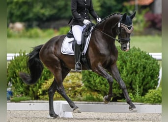 Warmblood suizo, Yegua, 8 años, Castaño oscuro