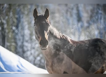 Warmblood suizo, Yegua, 9 años, 162 cm, Castaño oscuro