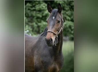 Warmblood suizo, Yegua, 9 años, 163 cm, Castaño