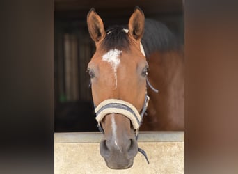 Warmblood suizo, Yegua, 9 años, 170 cm, Castaño