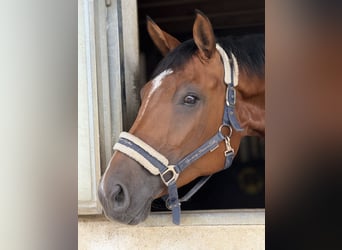 Warmblood suizo, Yegua, 9 años, 170 cm, Castaño