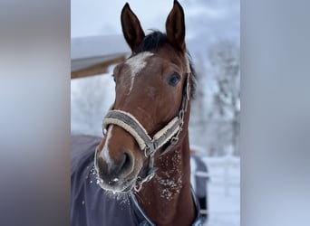 Warmblood suizo, Yegua, 9 años, 170 cm, Castaño