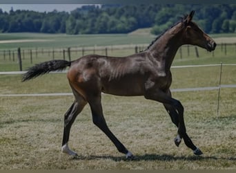 Warmblood suizo, Yegua, Potro (03/2026), Castaño