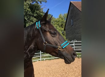 Warmblutstute, Hibiskus-Tochter, sucht erfahrenen Reiter