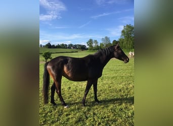 Warmblutstute, Hibiskus-Tochter, sucht erfahrenen Reiter