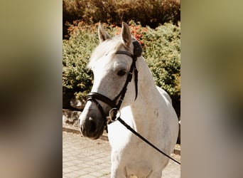 Węgierski koń sportowy, Klacz, 10 lat, 138 cm, Biała