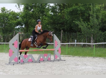 Węgierski koń sportowy Mix, Klacz, 10 lat, 160 cm, Gniada