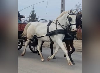 Węgierski koń sportowy, Klacz, 11 lat, 160 cm, Biała