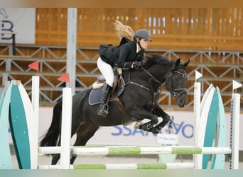 Węgierski koń sportowy Mix, Klacz, 11 lat, 162 cm, Skarogniada