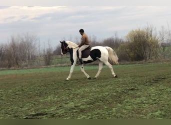 Węgierski koń sportowy, Klacz, 11 lat, 175 cm, Srokata