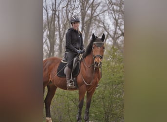 Węgierski koń sportowy, Klacz, 12 lat, 154 cm, Gniada