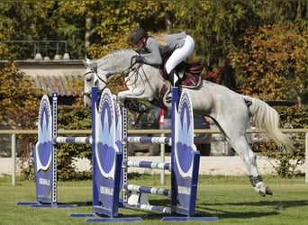 Węgierski koń sportowy, Klacz, 12 lat, 164 cm, Siwa