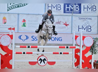 Węgierski koń sportowy, Klacz, 12 lat, 164 cm, Siwa