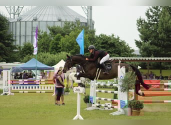Węgierski koń sportowy, Klacz, 12 lat, 167 cm, Skarogniada