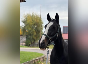 Węgierski koń sportowy, Klacz, 13 lat, 163 cm, Ciemnogniada