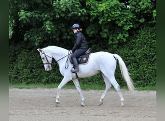 Węgierski koń sportowy, Klacz, 13 lat, 168 cm, Siwa