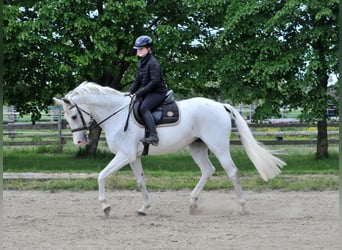 Węgierski koń sportowy, Klacz, 13 lat, 168 cm, Siwa
