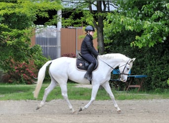 Węgierski koń sportowy, Klacz, 13 lat, 168 cm, Siwa