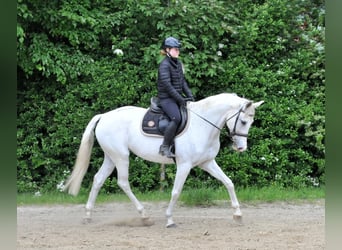 Węgierski koń sportowy, Klacz, 13 lat, 168 cm, Siwa