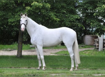 Węgierski koń sportowy, Klacz, 13 lat, 168 cm, Siwa
