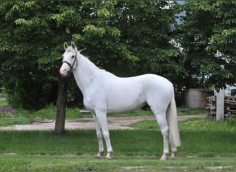 Węgierski koń sportowy, Klacz, 13 lat, 168 cm, Siwa